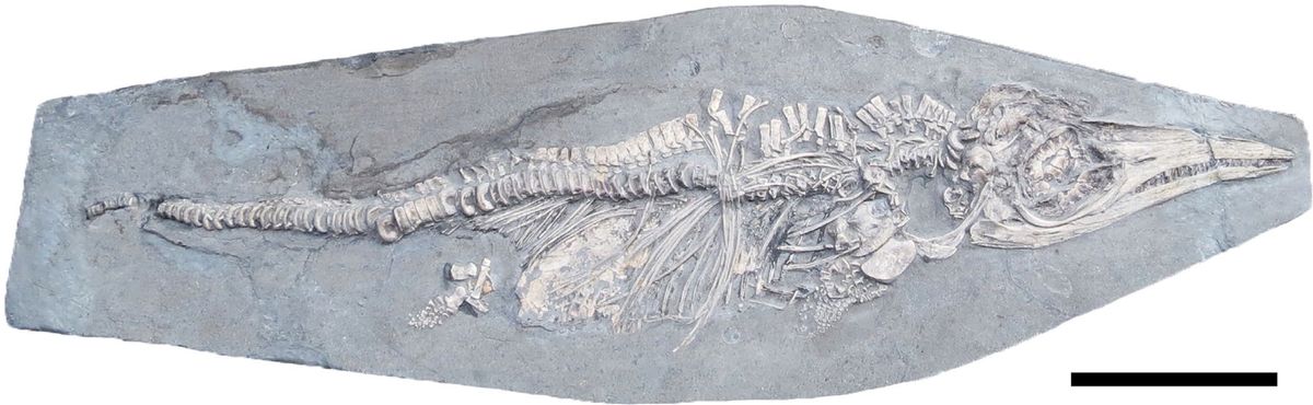 Baby Food for Ichthyosaurs