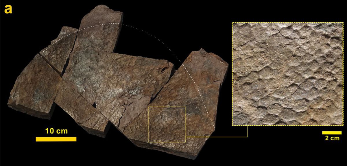 A Sauropod Footprint with a Skin Impression