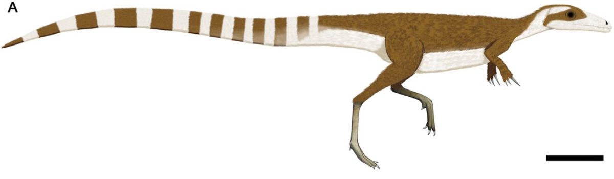 Una Nueva Imagen Para el Sinosauropteryx