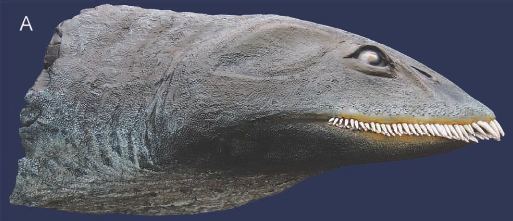 A Plesiosaur with a Sieve-Mouth