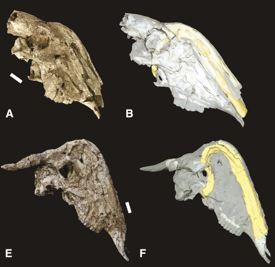 Rusingoryx: el antílope con una nariz de dinosaurio