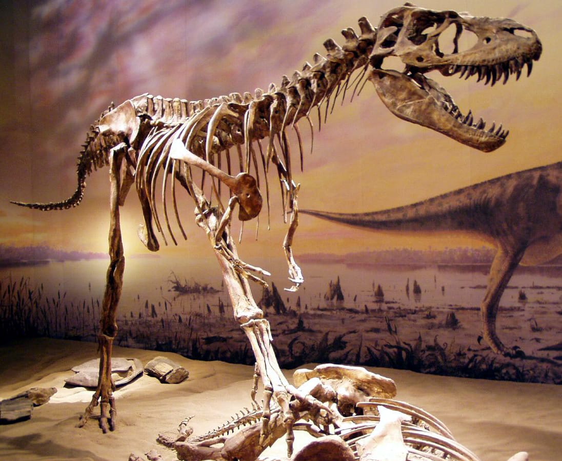¿Qué comió este Gorgosaurus juvenil?