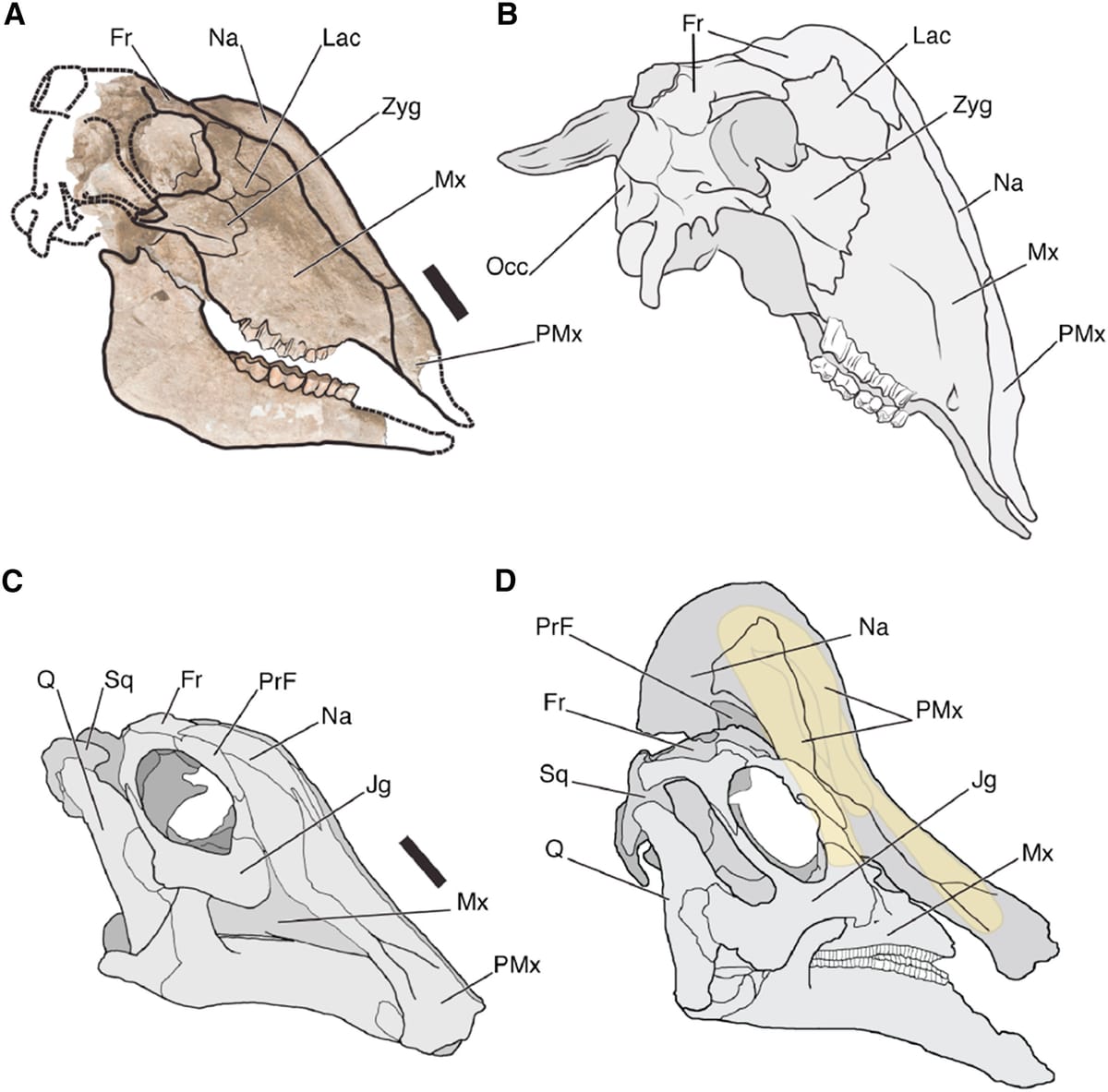 Rusingoryx: The antelope with a dinosaur nose