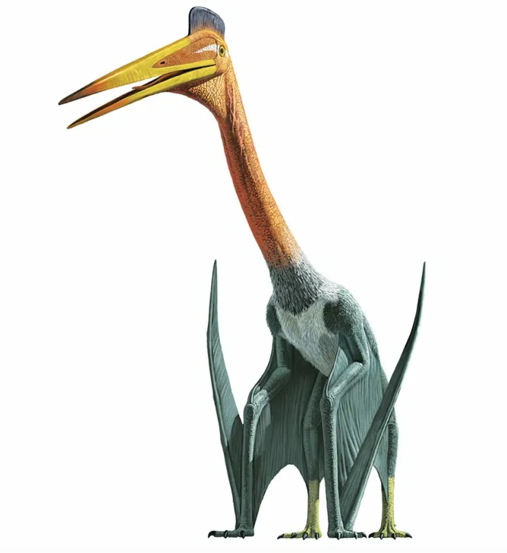 Las Habilidades de Despegue de los Pterosaurios