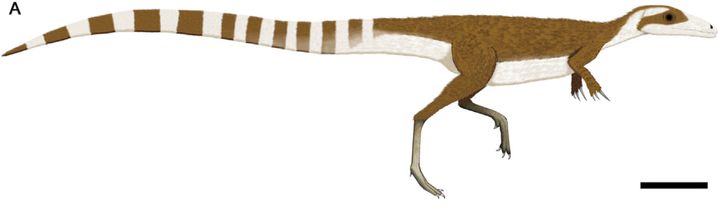 A New Look for Sinosauropteryx