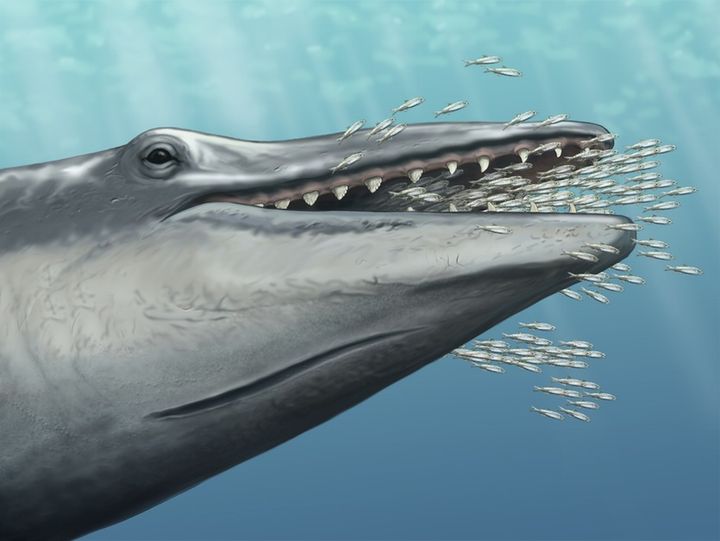 A New Fossil Whale
