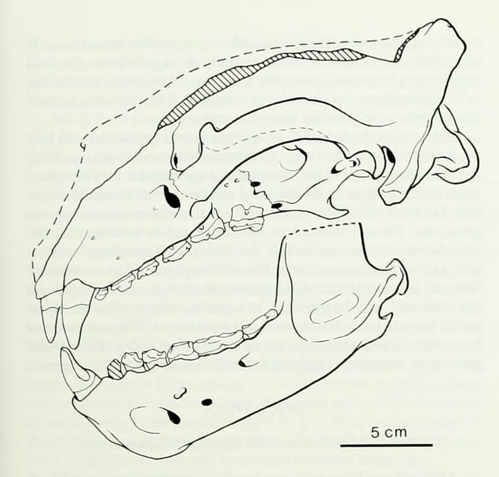 El Misterioso Oso de Mar