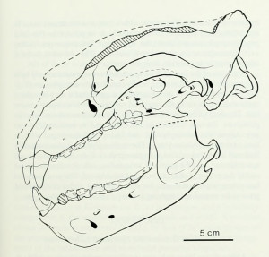 kolpy skull