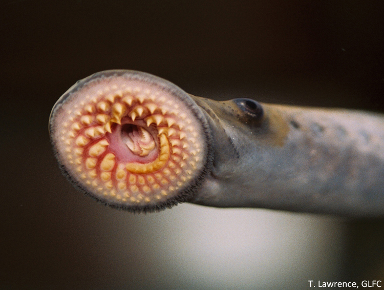 lamprey mouth