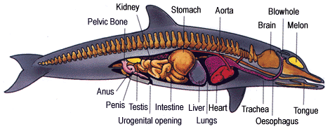 dolphin anatomy