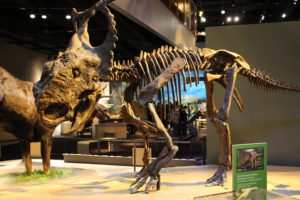 Pachyrhinosaurus Skeleton (Pachyrhinosaurus perotorum) Late Cretaceous, 70-69 million years ago. Collected: North Slope Borough, Alaska, 2006