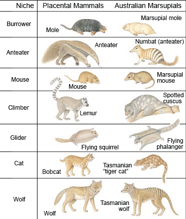 marsupial vs placental