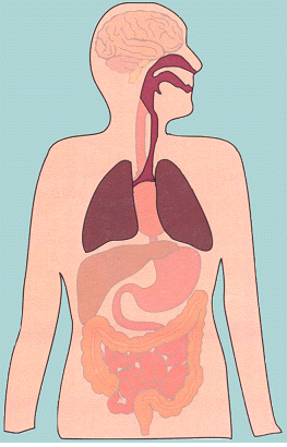 respiratory_system_mammal