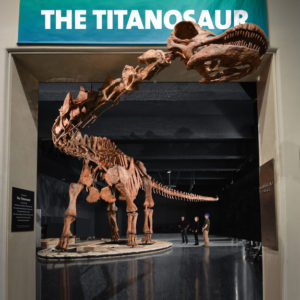titanosaur amnh