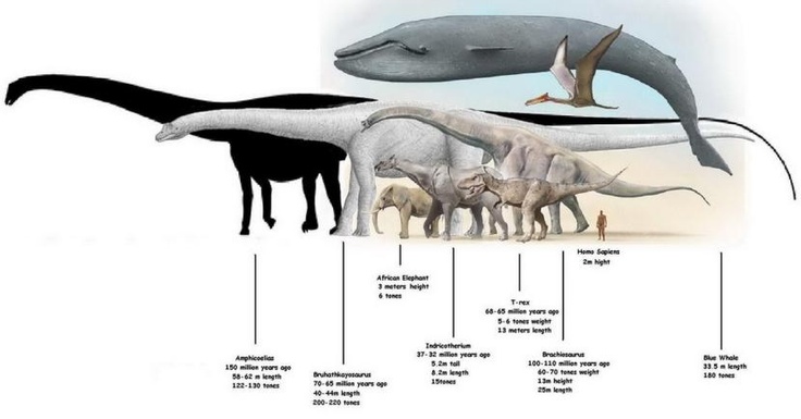 titanosaur whale comparison