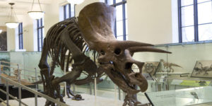 triceratops amnh