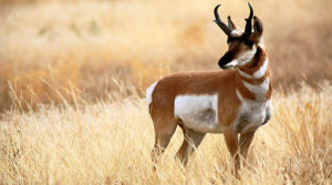 Pronghorn-Antelope1