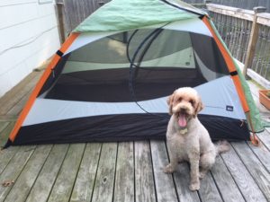 My tent, with my fabulous dog model, Maia.