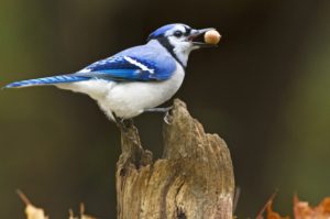 Bird-Behavior-Blue-Jay-Marie-Read