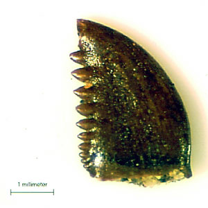 troodon tooth Science Mus of minnesota