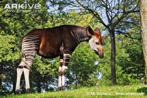 male-okapi-side-profile