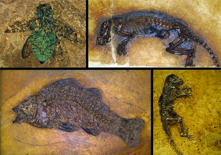 Messel Fossils