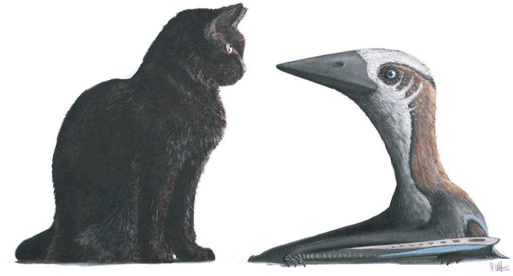 pterosaur cat Fig 6