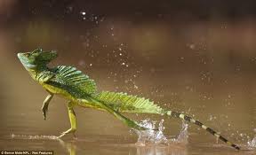 walking-water-lizard