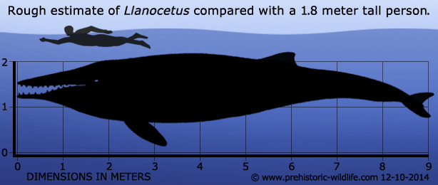 llanocetus-size