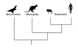 mammal-phylogeny