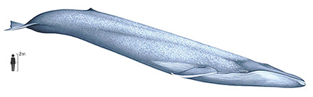 modern-blue-whale