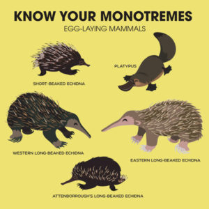 monotremes