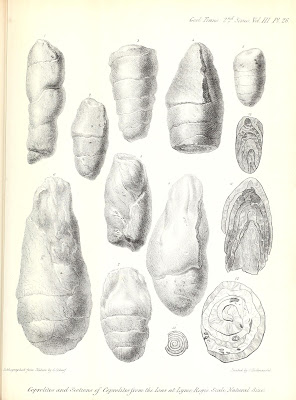 coprolites1-by-buckland-1835