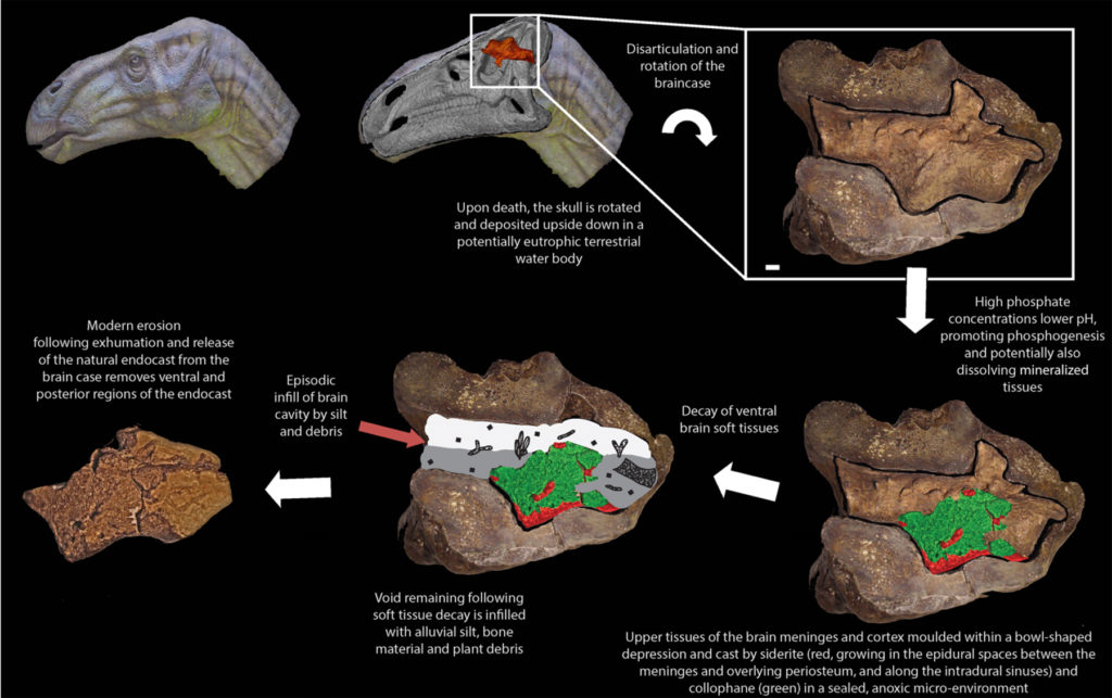 Remarkable preservation of brain tissues in an Early Cretaceous